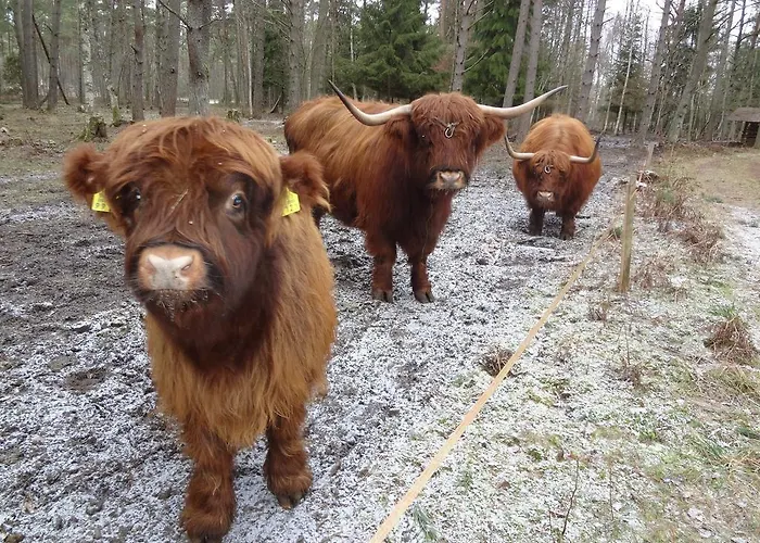 Jaerve Prázdninový dům Tehumardi