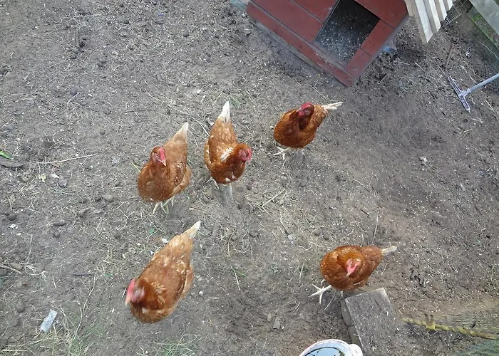 Jarve Дом отдыха