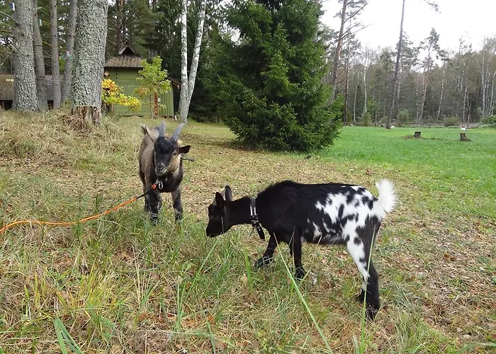 Jarve Дом отдыха Tehumardi